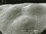 5 - Concettacoli
